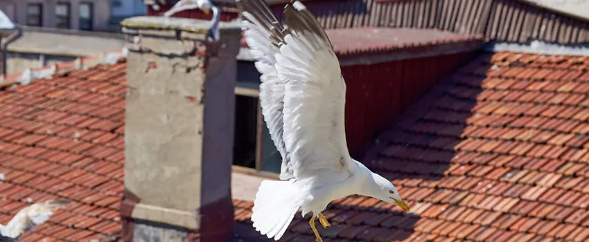 Residential Chimney Animal Removal Solution in Cathedral City, CA